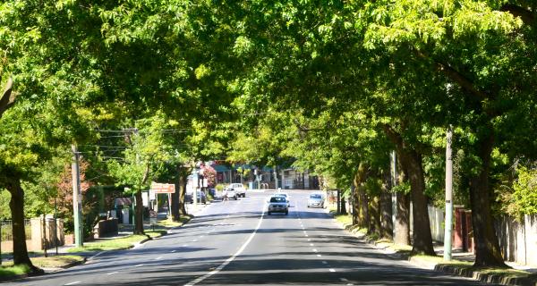 Wattle Park Tree Lined Street Precinct